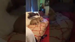 Insane 3 Leg Track Dog #shorts #highlights #dog #animals #3legs #chug #dogshorts #dogplaying #funny