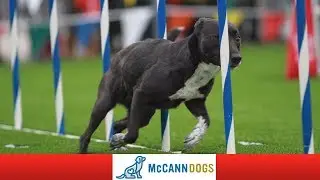 This Episode Is About Dog Agility Training