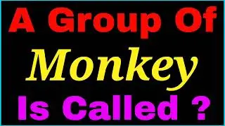 A group of monkey is called | collective noun of monkey