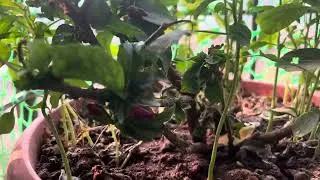 Growing plants at home requires balancing light, water, and nutrients.
