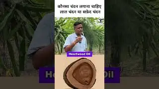 Difference between White and Red sandalwood ? #sandalwoodfarming