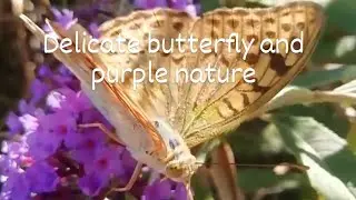 Butterfly in an autumn day (the nature of the Crimean peninsula) Чудесная Бабочка и Фиолетовые цветы