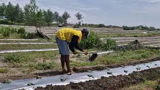 EASY AND CLEVER WATERMELON CARE TIPS FOR MAXIMUM GROWTH AND SWEET FRUITS! -Agriculture Farming