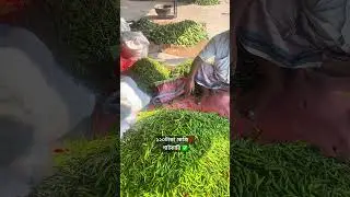 কাচাঁ মরিচের দাম হঠাৎ দিগুন।। Green Chili।। Rakib Explore 360।।