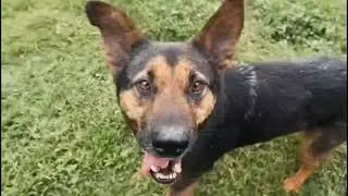 SPUD-Yulin survivor rescued from 619 dog meat truck