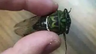 Buzzing Cicada
