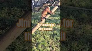 Baby Orangutans Swapping Places