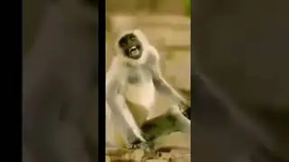 Monkey Laughing Meme😂😂