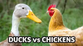 Two Ducks Trying To Mating Chicken Hen