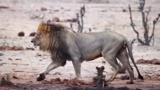 Power Struggle between Kings...