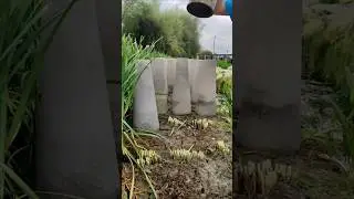 How Chinese Farmers Turn Garlic Into Expensive Yellow Chives! #shorts #plants #farming