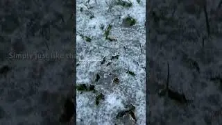 Icy lawn ,Thin layer of ice all over the lawn #ice #freezingrain #icy #lawn