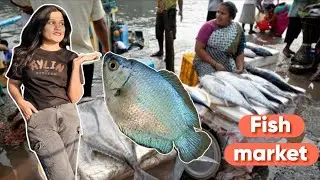 Navi Mumbai fish market 2026 | Daily vlogger 
