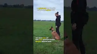 3 &Uuml;bungen f&uuml;r die Impulskontrolle 😍 #hund #hundesport #dog #dogsport #malinois #dogtraining