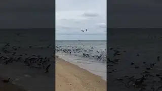 Great Shearwaters in Provincetown