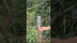 Thai Farmers Use Plastic Bottles to Protect Crops! 🌱🤯