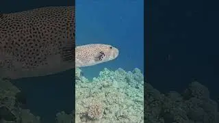 Chasing the Starry Puffer @RedSeaBit