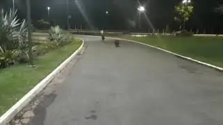 CAPIVARA ATACA ROTTWEILER EM PARQUE DE CUIAB&Aacute;; V&Iacute;DEO