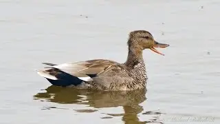 Gadwall (Mareca strepera, formerly Anas strepera ♂)