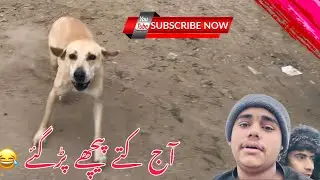Aj kutty pechay per ghay😂#trending #shahidpkvlogs 