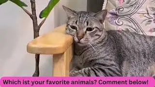 funny animal meme &ndash; which is your favorite