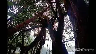 Root climbing