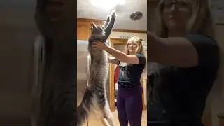 Maine Coon Cat Hugs