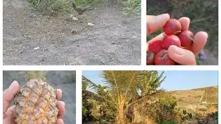 Limpando mato / colhendo frutas