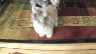 Cody the Screaming Dog