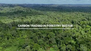 Carbon Trading in Forestry Sector - Investment Video