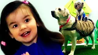 Yankee Doodle song with Big & little Dogs | Kids Songs | Nursery Rhymes