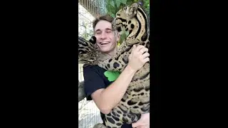 CLOUDED LEOPARD LICKS MY FACE🐯👅