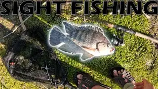 Sight Fishing Giant Tilapia: How to Catch Tilapia in California