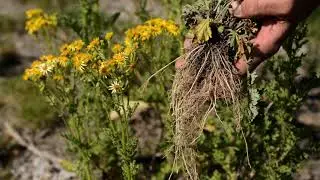 2018 Vol 3 NWV 9 Tansy Ragwort