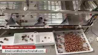 Whelks Clam Oyster Washing Grading Machine