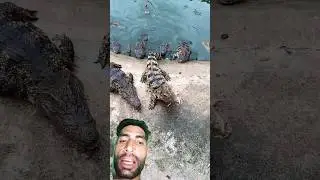 chicken kha liya crocodile 😯 #greenscreen #crocodile #wildlife #animals