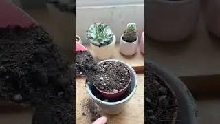 Repotting hack for Cactus 🌵 #plants #cactus #houseplants #repotting #shorts