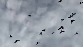 С июня по ноябрь голуби  june  nov 2018 pigeons
