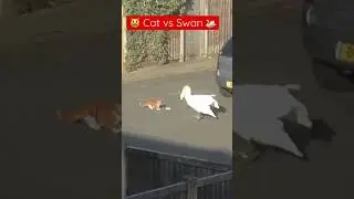 Cat vs Swan #shorts #viral #animals