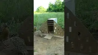 The best quail traps #shorts #create #traps