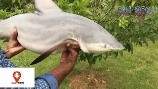 20 kg BIG SHARK COOKED WHOLE in my village ||eat spot