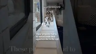 These penguins had to be moved inside their aquarium due to the cold