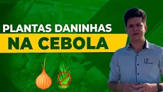Plantas Daninhas na Cultura da Cebola: Identificação e Manejo Eficiente