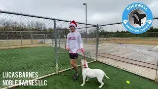 Meet Lizzie at Rockwall Adoption