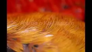 &lsquo;Ahu&lsquo;ula o Kekūhaupi&lsquo;o