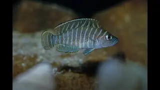 Neolamprologus similis aquarium, shell dweller cichlids from lake Tanganyika
