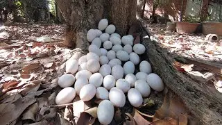 Best Amazing Farmers Collect Duck Eggs by Skilled Hands