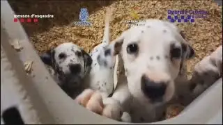 Hunderte Katzen und Hunde: Razzia gegen illegalen Tierhandel in Spanien