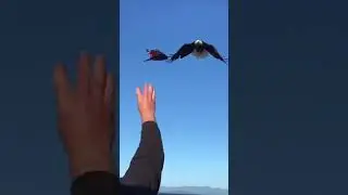 Unbelievable! Man Feeds Eagle & Bird Steals Fish - All Caught on Hidden Camera!