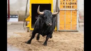 Toros del cajón en Alba de Tormes 2024